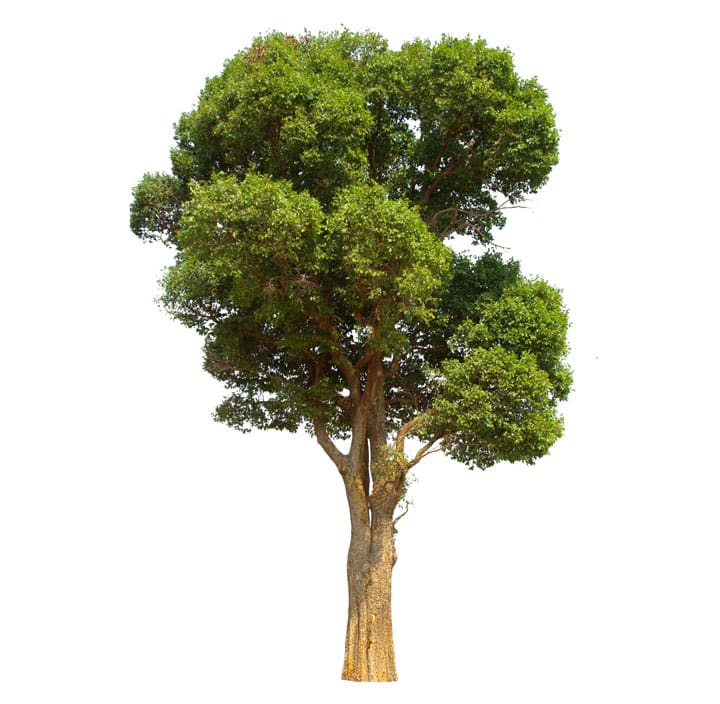 Memorial Tree dalton hoopes funeral home and cremation center